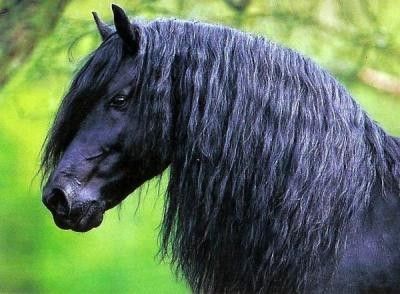 Cheval rare (Frison)